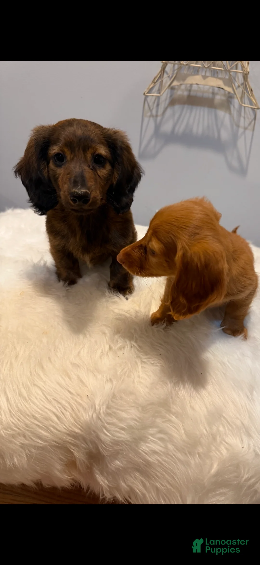 Miniature Dachshund dogs for sale: Miniature pickles  - Ad 2
