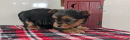 Yorkshire Terrier dogs for sale: Daisy - Ad 5