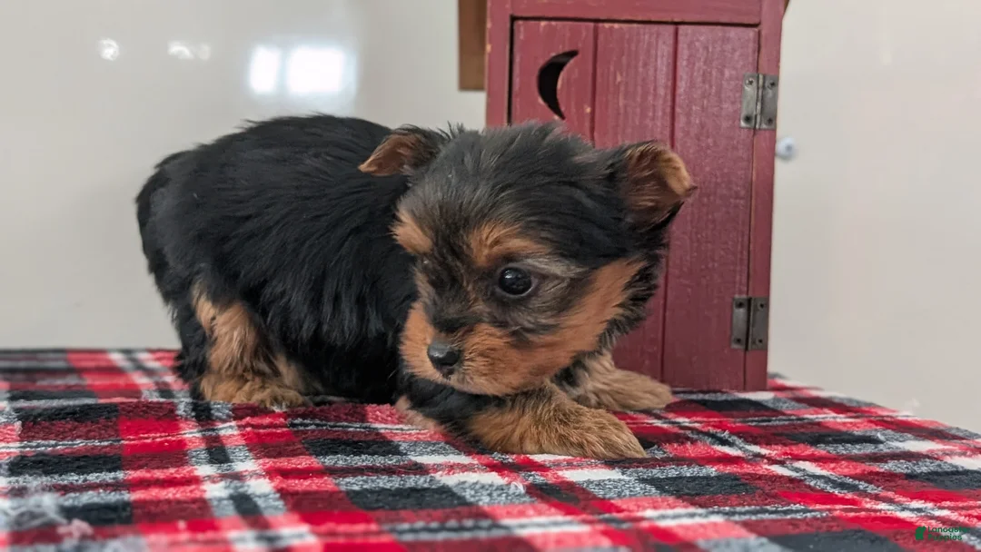 Yorkshire Terrier dogs for sale: Daisy - Ad 5
