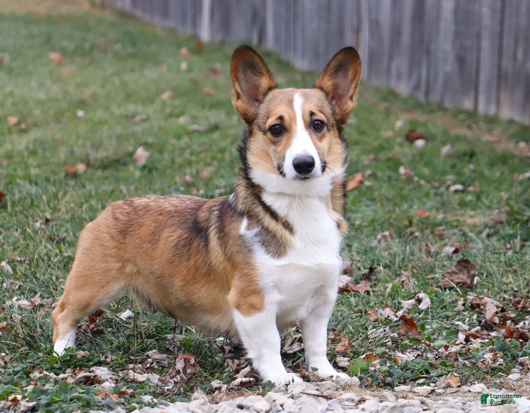 Mixed Breed dogs for sale: Randy - Ad 7