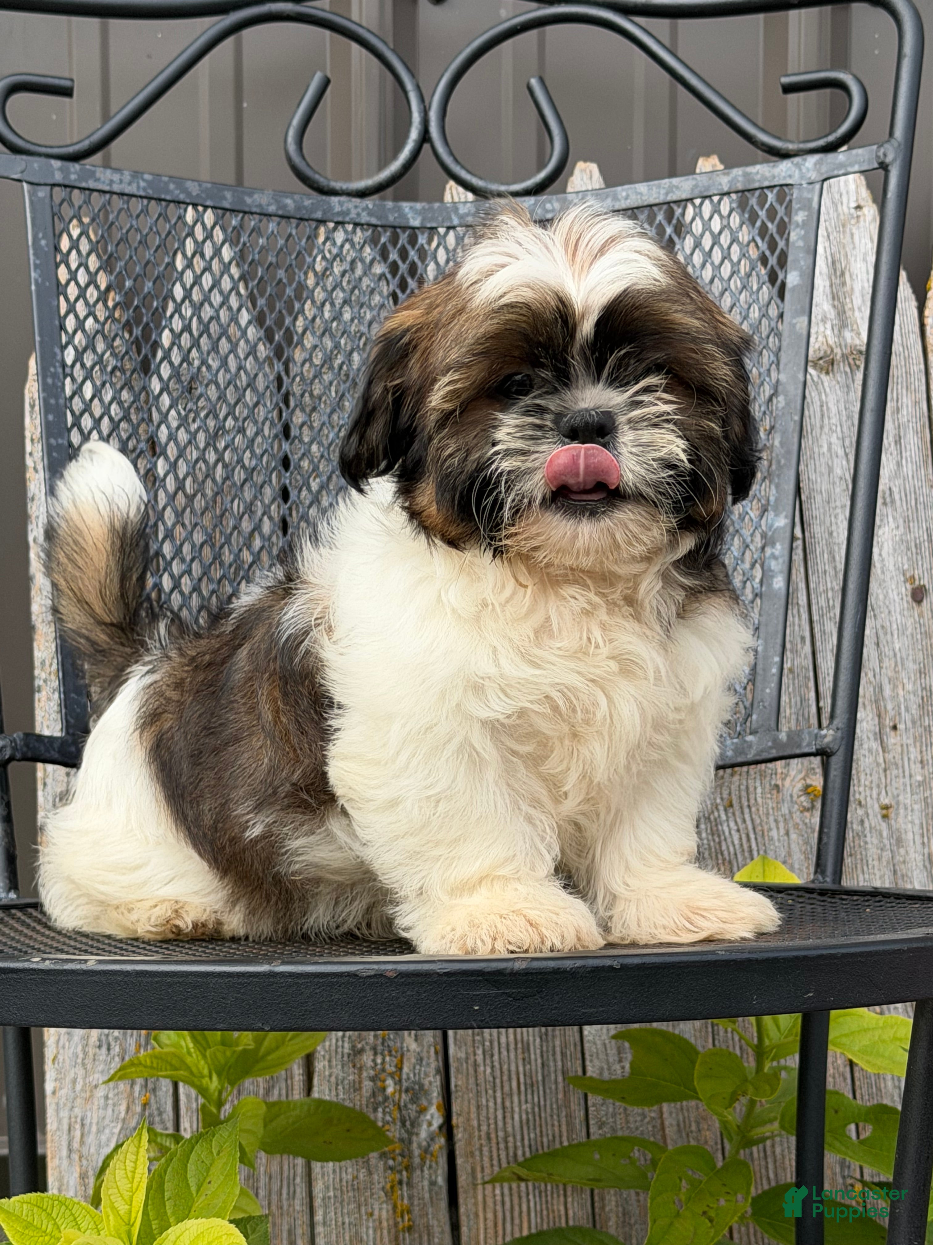 Shih Tzu dogs Queenie Shih Tzu  - Ad 1
