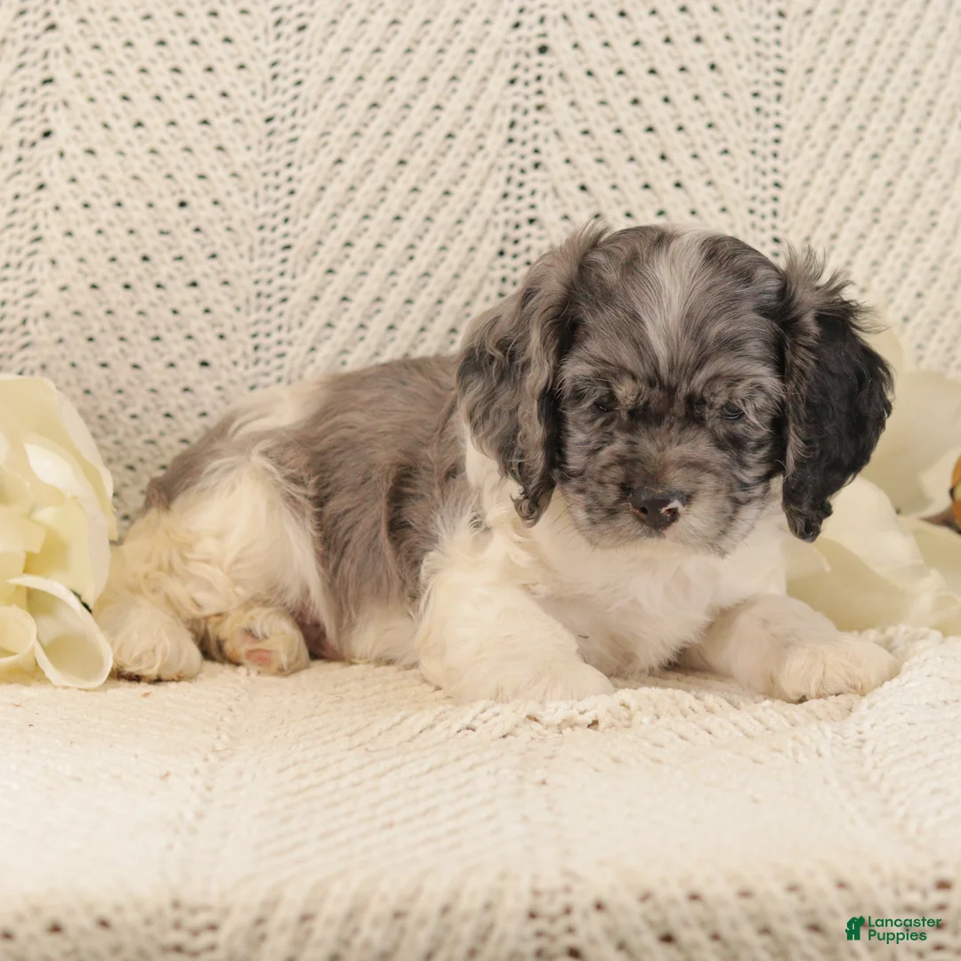 Cocker Spaniel dogs for sale: Benny - Ad 5