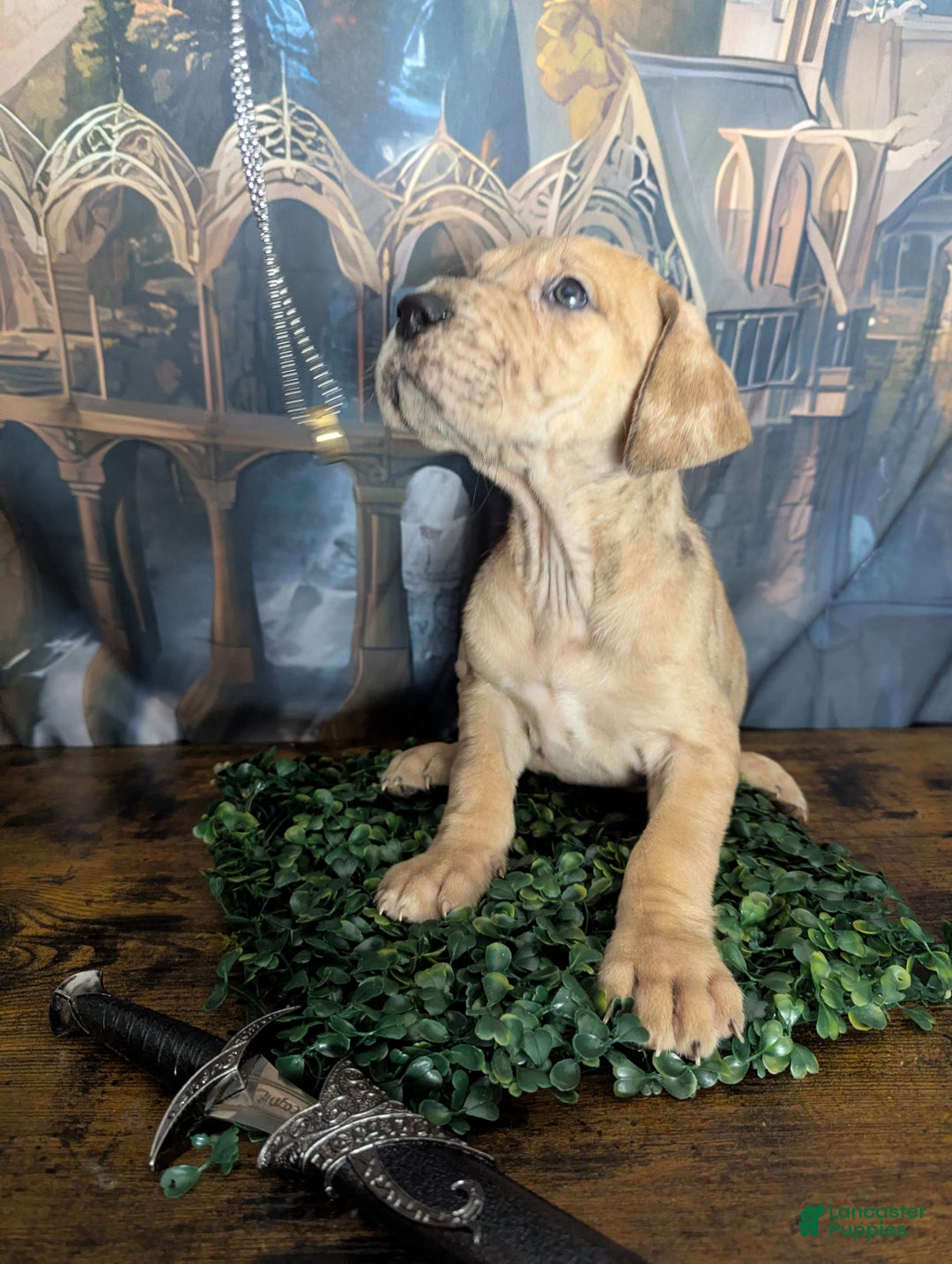 Great Dane dogs for sale: Èowyn Blue Brindle Merle Female Great Dane Puppy  - Ad 1