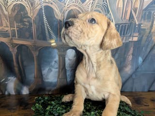 Great Dane dogs Èowyn Blue Brindle Merle Female Great Dane Puppy - Ad 3