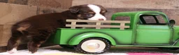 Toy Australian Shepherd dogs for sale: Coco red-tri - Ad 2