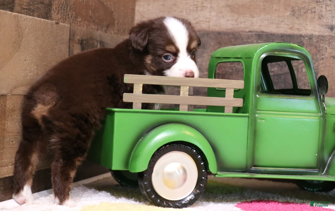 Toy Australian Shepherd dogs for sale: Coco red-tri - Ad 2