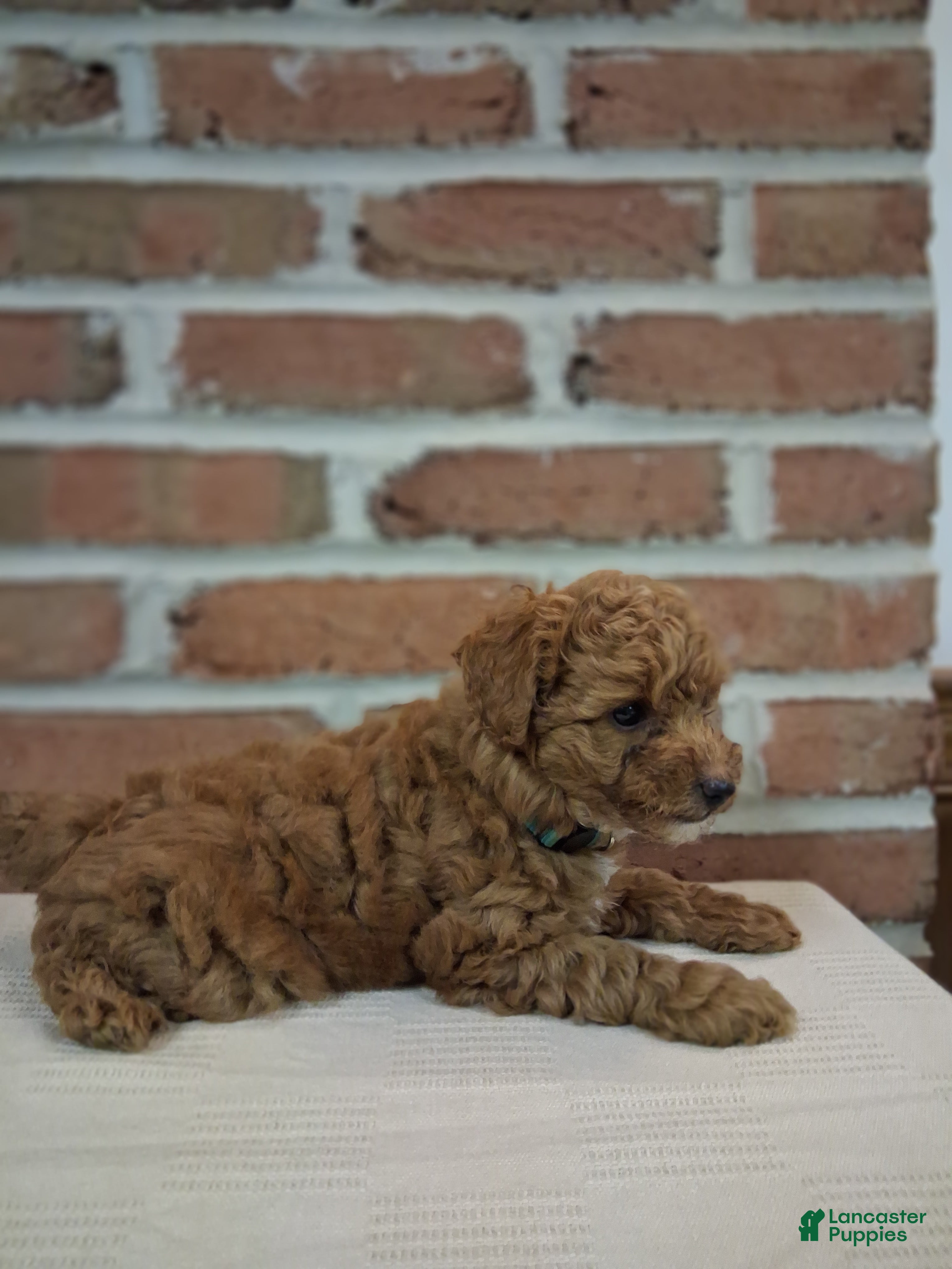 Toy Poodle dogs Tinker - Ad 1