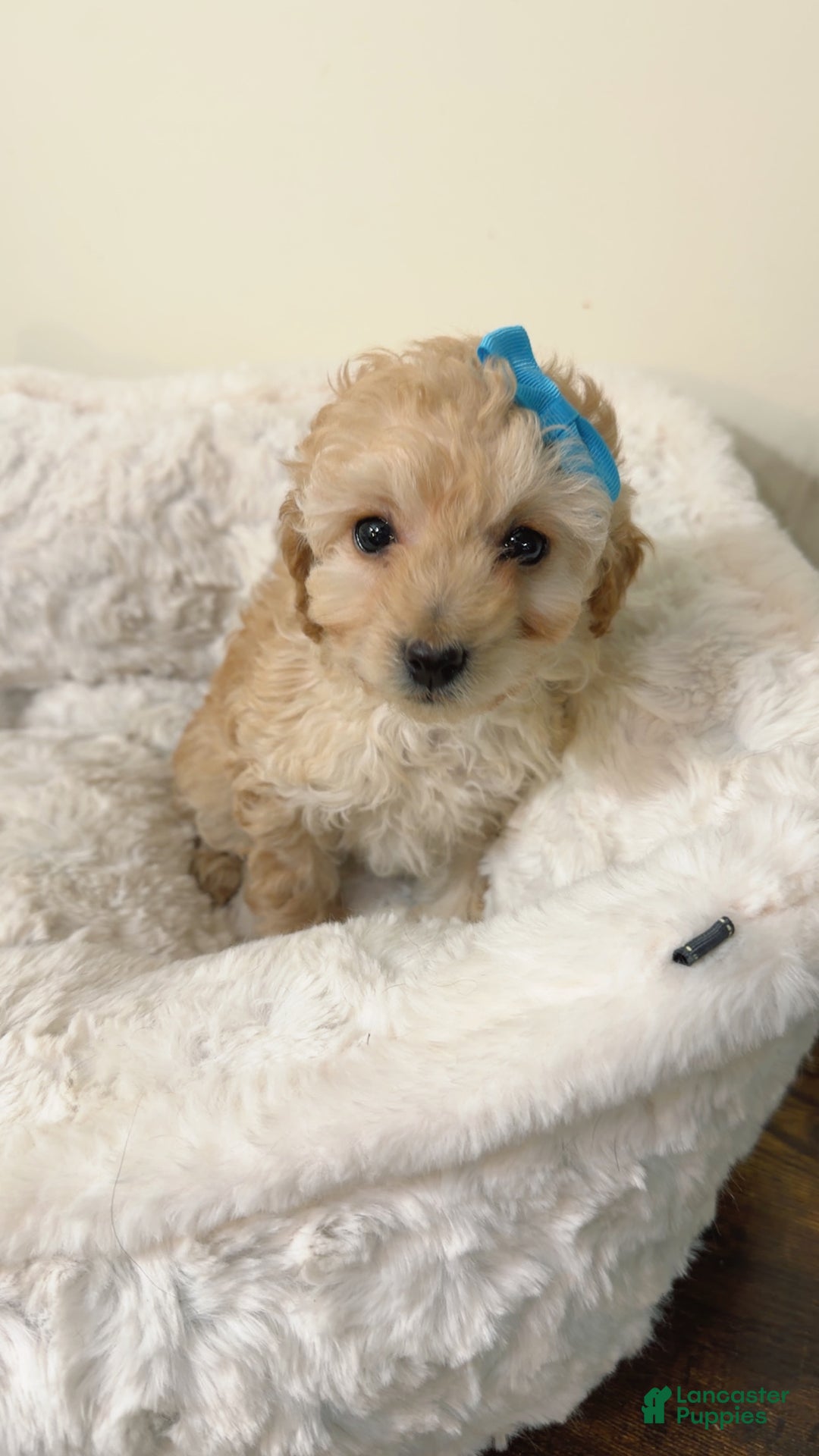 Maltipoo dogs for sale: Minnie  - Ad 3