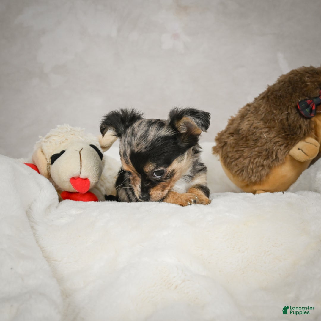 Chihuahua dogs for sale: Cutie - Ad 2