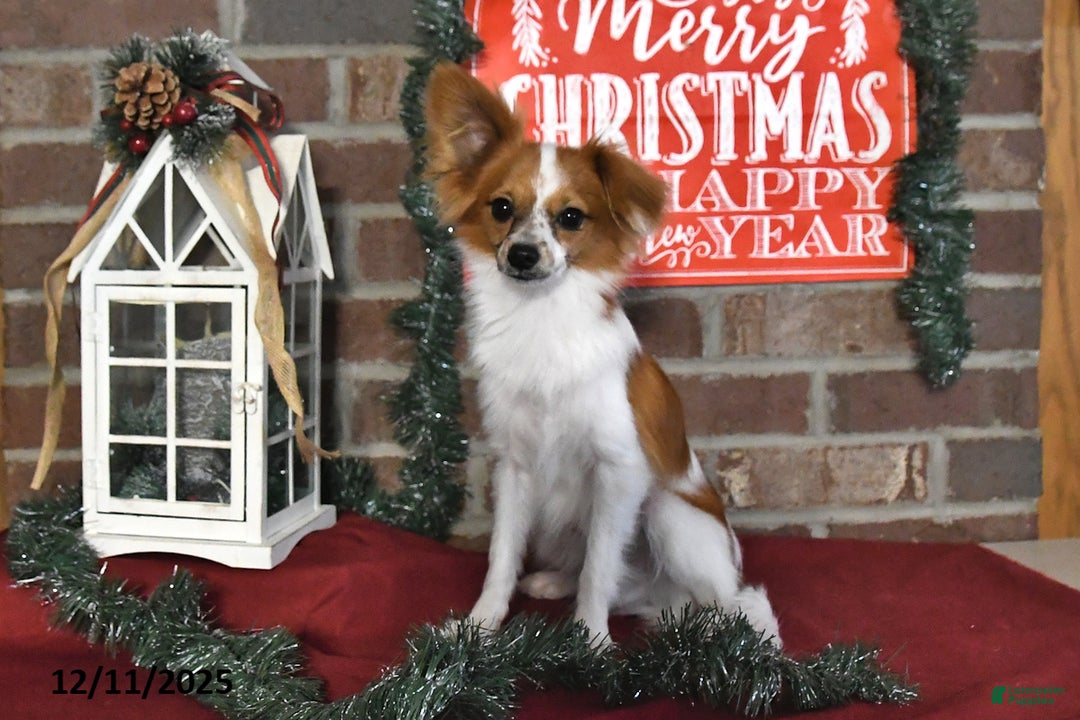 Papillon dogs for sale: Alex - Ad 4