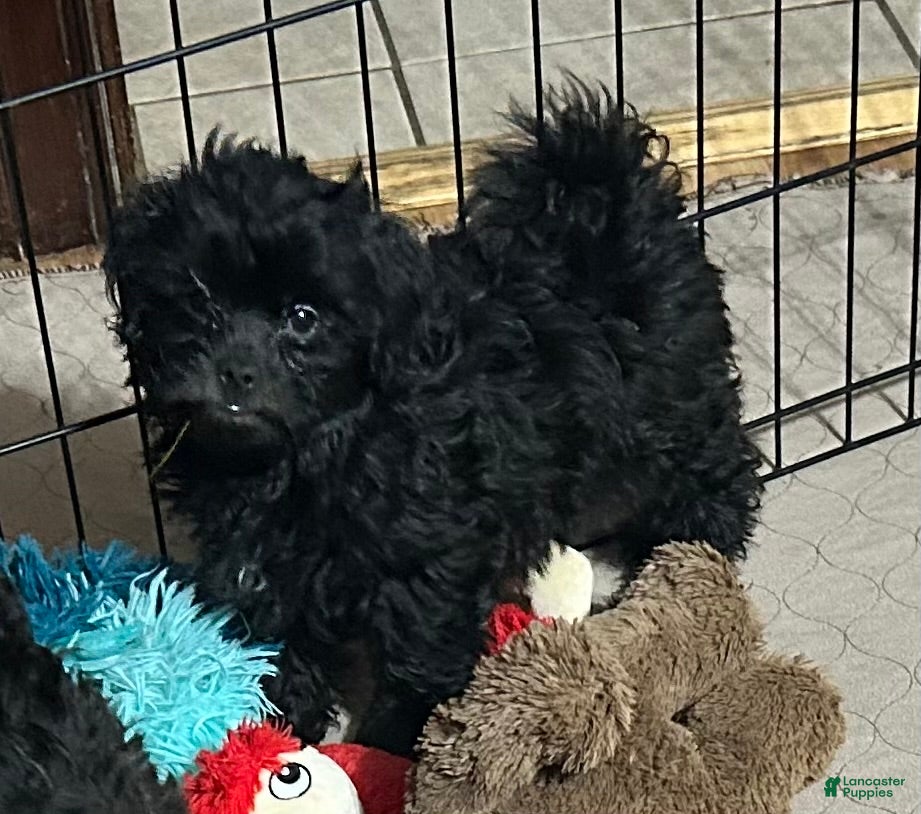 Shihpoo dogs for sale: Shihpoo 4 (Shih Tzu / Poodle) - Ad 8