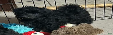 Shihpoo 4 (Shih Tzu / Poodle)