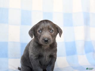 Labrador Retriever dogs for sale: Shades - Ad 4
