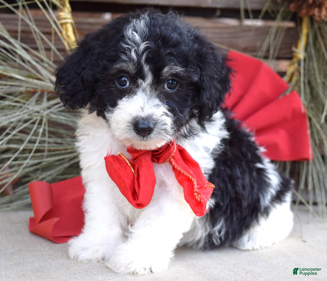 Bichpoo dogs for sale: Baxter - Ad 9