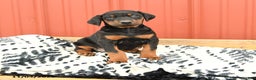 Doberman Pinscher dogs for sale: Harmony - Ad 11