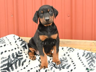 Doberman Pinscher dogs - Ad 32