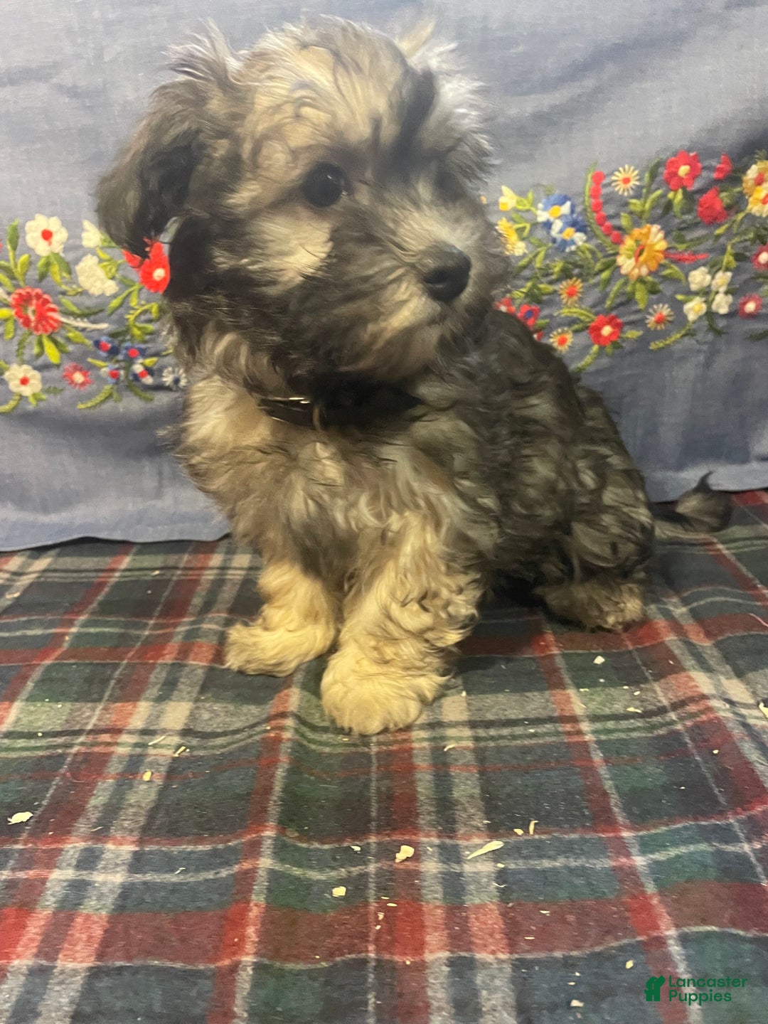 Havanese dogs for sale: Hayden - Ad 2