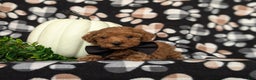Toy Poodle dogs for sale: Tobie - Ad 6