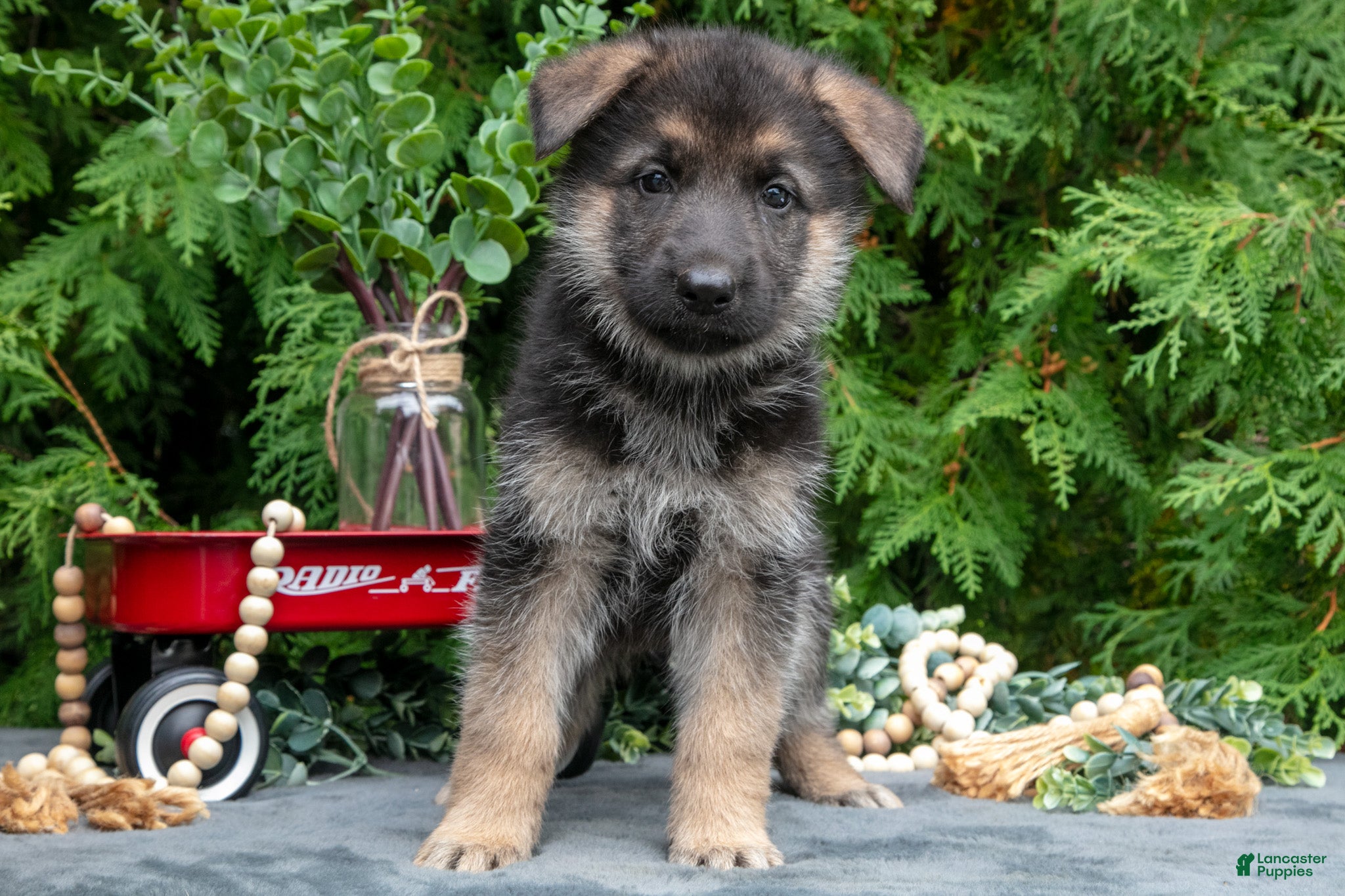 Vixen (German Shepherd, Female) in Bremen, IN
