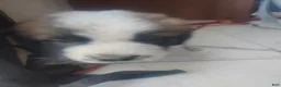 Saint Bernard dogs for sale: Saint Bernard Puppy 7 - Ad 4