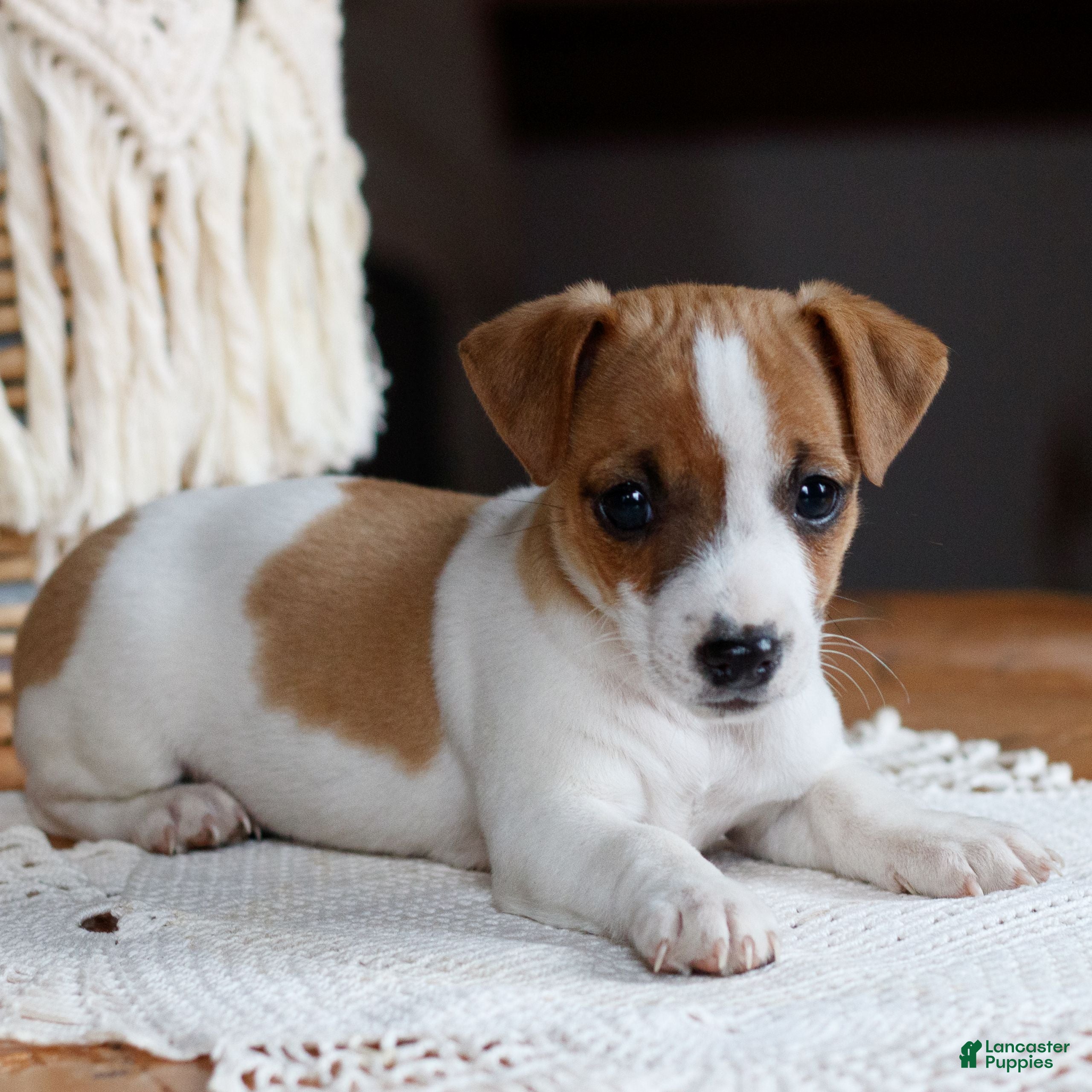 Jack Russell Terrier dogs Zion  - Ad 9