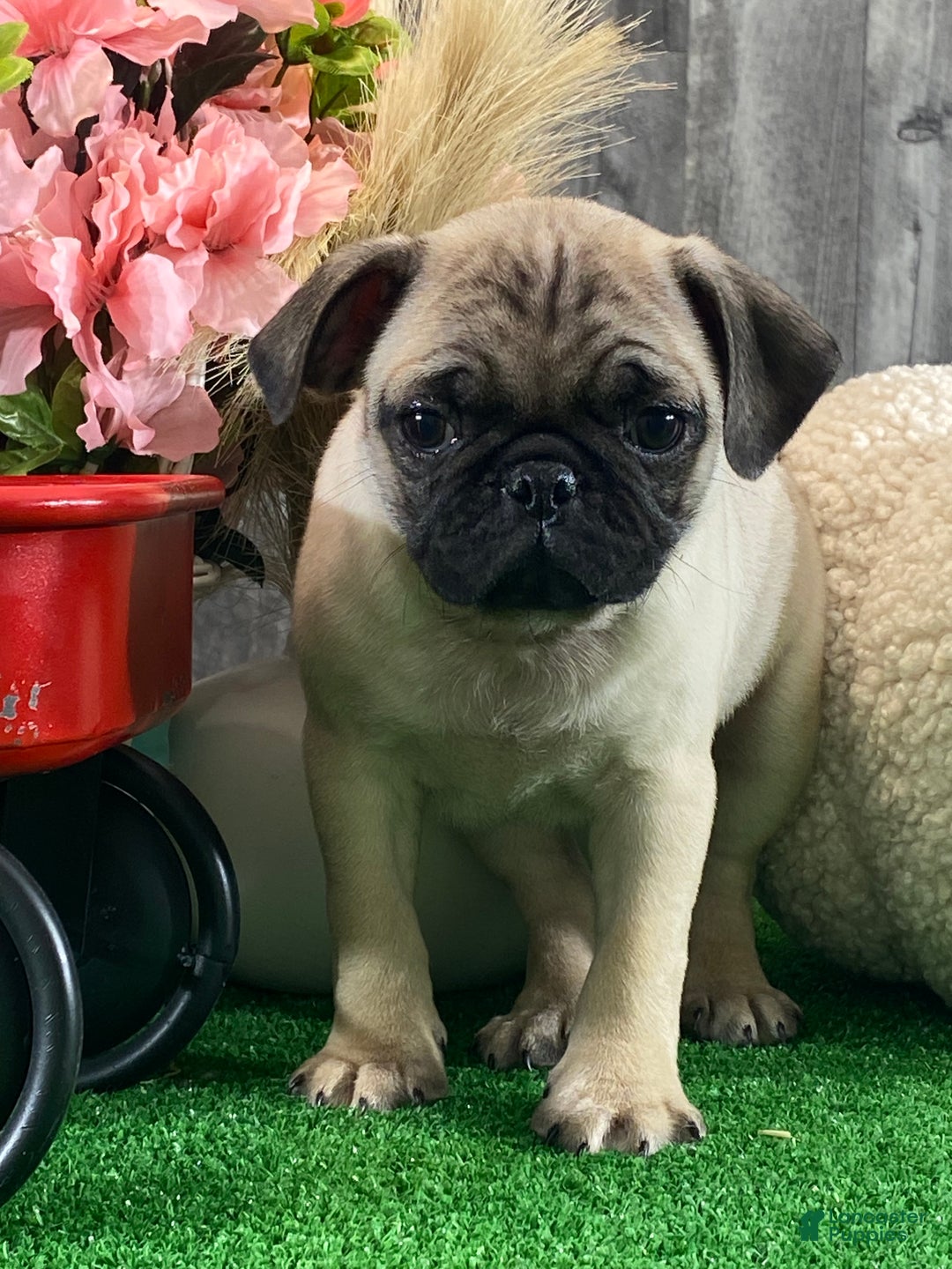 Pug dogs for sale: Poncho  - Ad 1