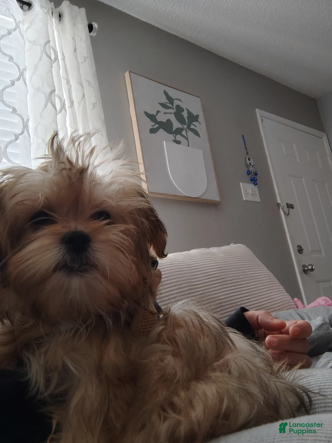 Mixed Breed dogs for sale: Mixed Breed Puppy 1 - Ad 2