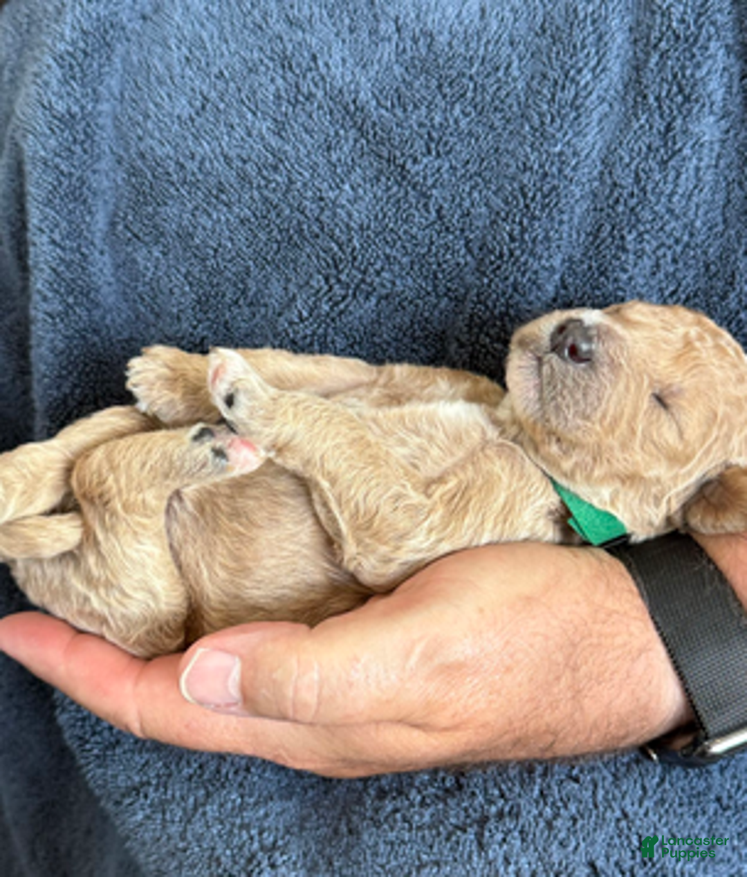 Goldendoodle dogs for sale: Male Green Collar(Hulk) - Ad 4