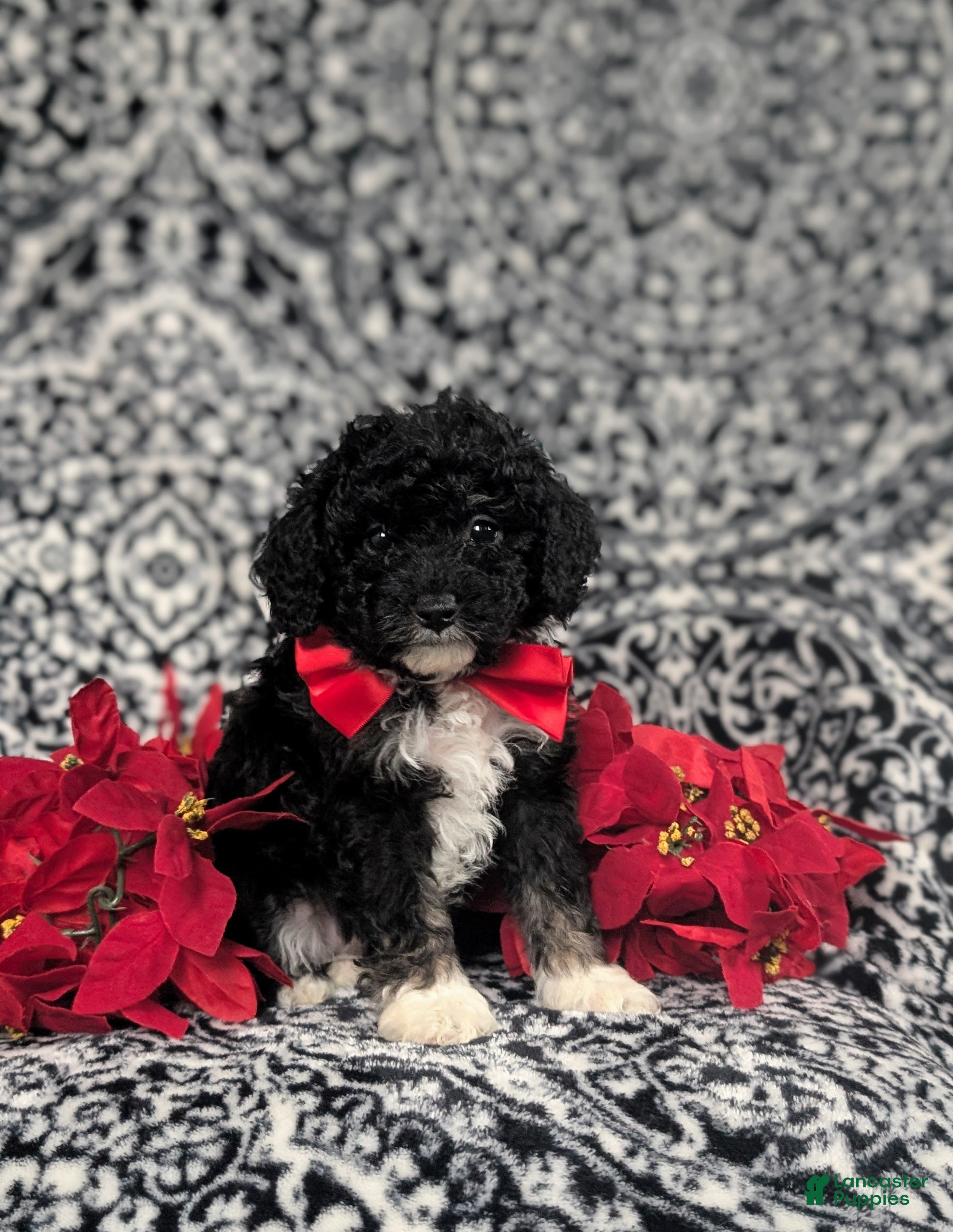 Mini Bernedoodle dogs Abram Hypoallergenic - Ad 16