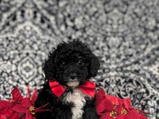 Mini Bernedoodle dogs Abram Hypoallergenic - Ad 25