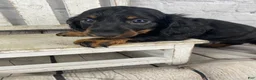 Miniature Dachshund dogs for sale: Apollo - Ad 2