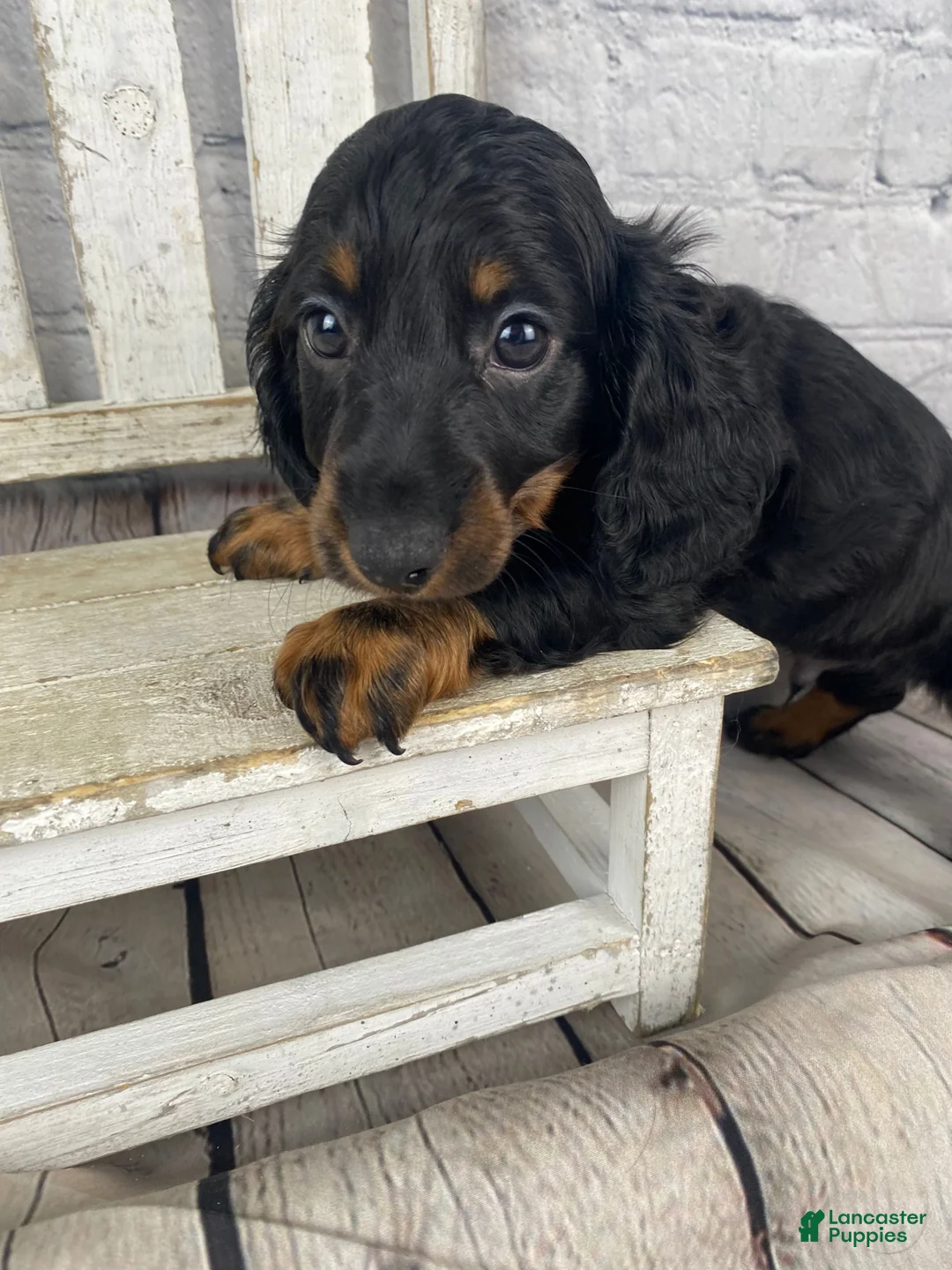 Miniature Dachshund dogs for sale: Apollo - Ad 2