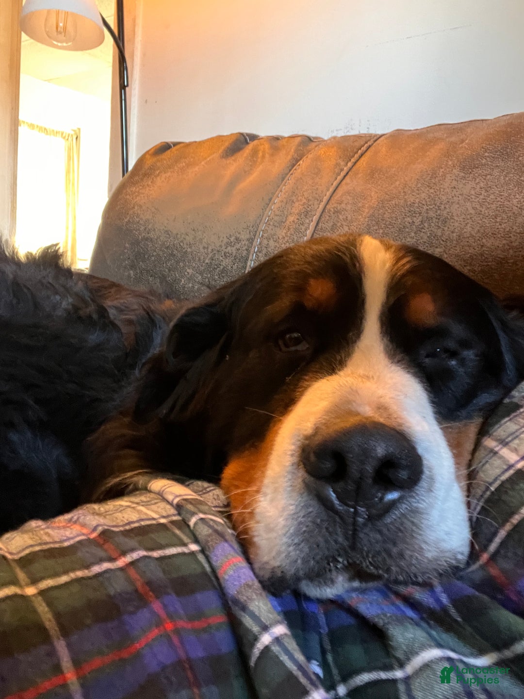 Mixed Breed dogs for sale: Victra - Ad 8