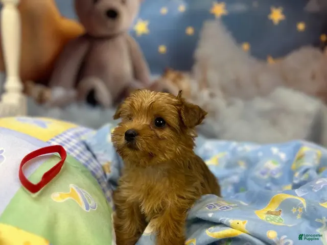 Yorkshire Terrier dogs Kitty's Little Red - Ad 35