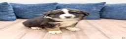 Australian Shepherd dogs for sale: Charlie - Ad 3