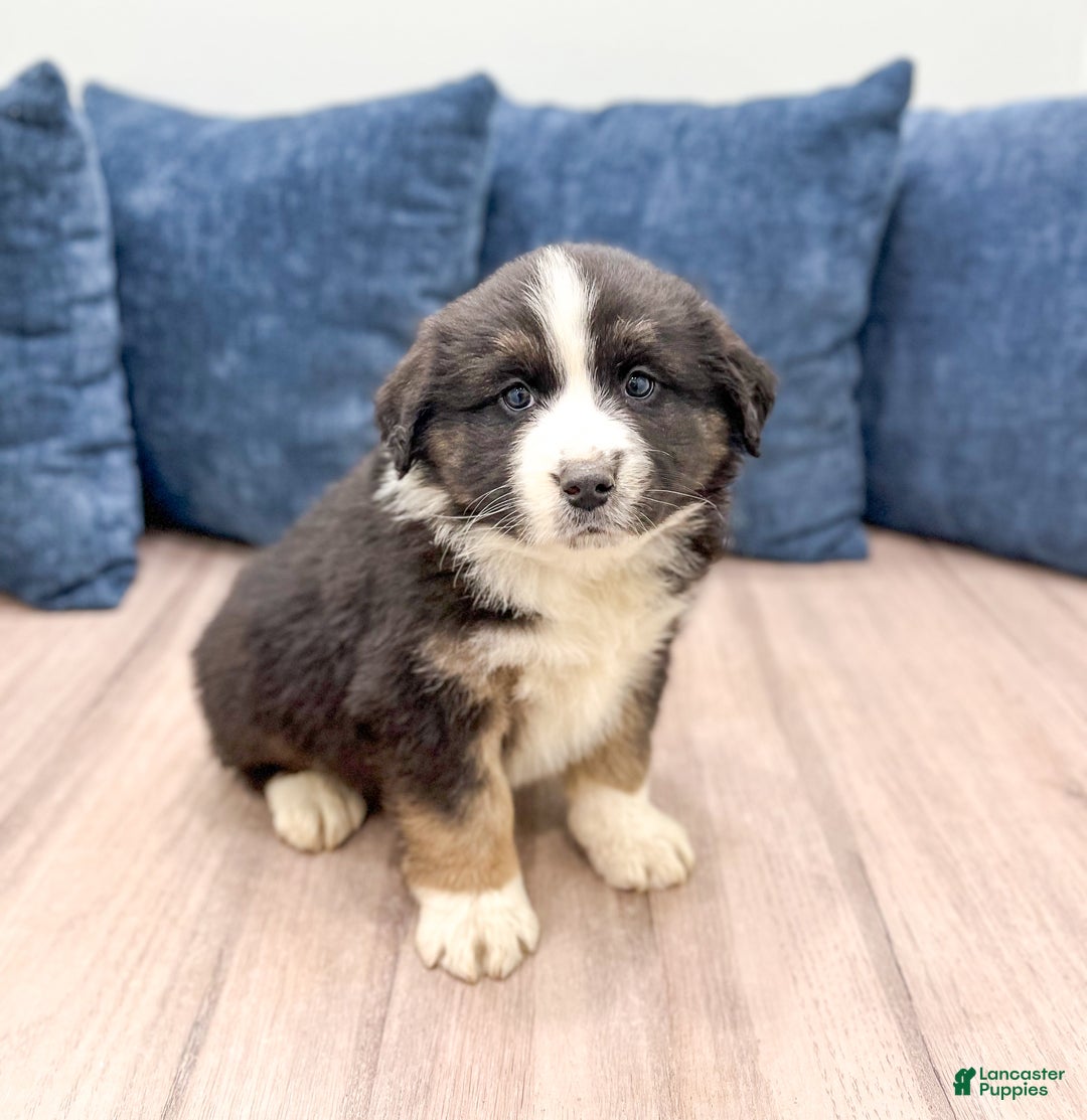 Australian Shepherd dogs for sale: Charlie - Ad 3