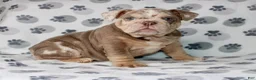 English Bulldog dogs for sale: Mace - Ad 1
