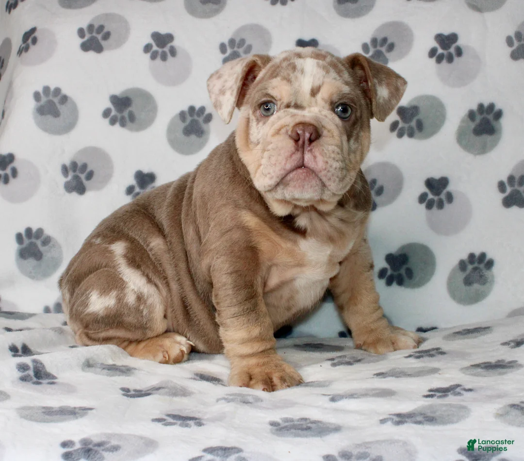English Bulldog dogs for sale: Mace - Ad 1