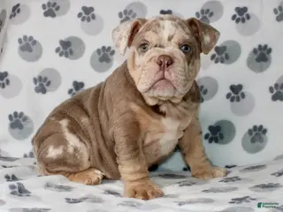 English Bulldog dogs Mace - Ad 8