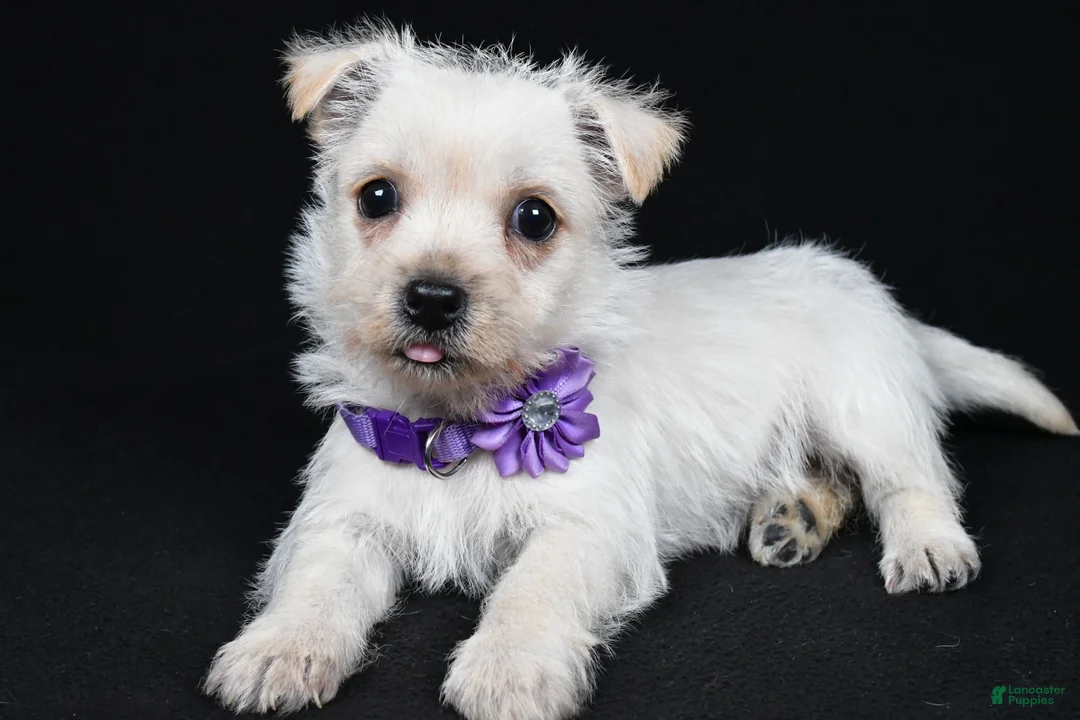 Cairn Terrier dogs for sale: Ramona - Ad 2