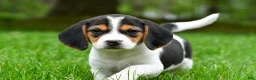 Beagle dogs for sale: Bee - Ad 4