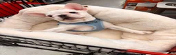 French Bulldog dogs for sale: French Bulldog 1 - Ad 5