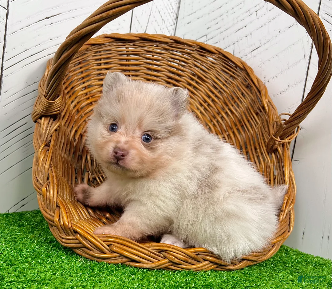 Pomeranian dogs for sale: Smarty Lavender Merle - Ad 6