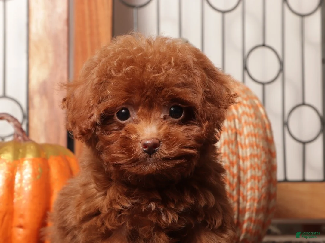 Toy Poodle dogs for sale: Pumpkin Teacup Poodle  - Ad 2