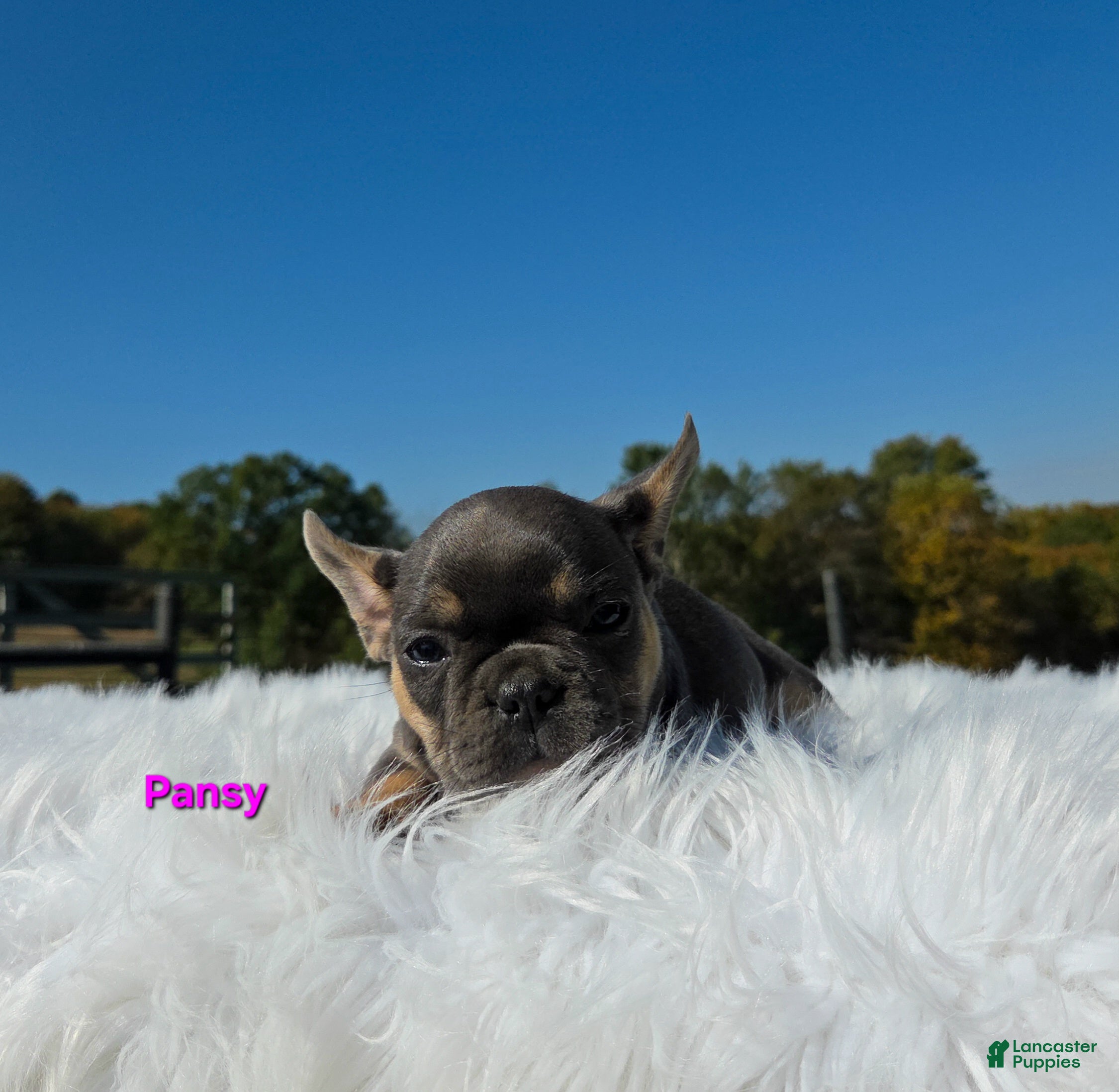 Mixed Breed dogs Pansy  - Ad 2