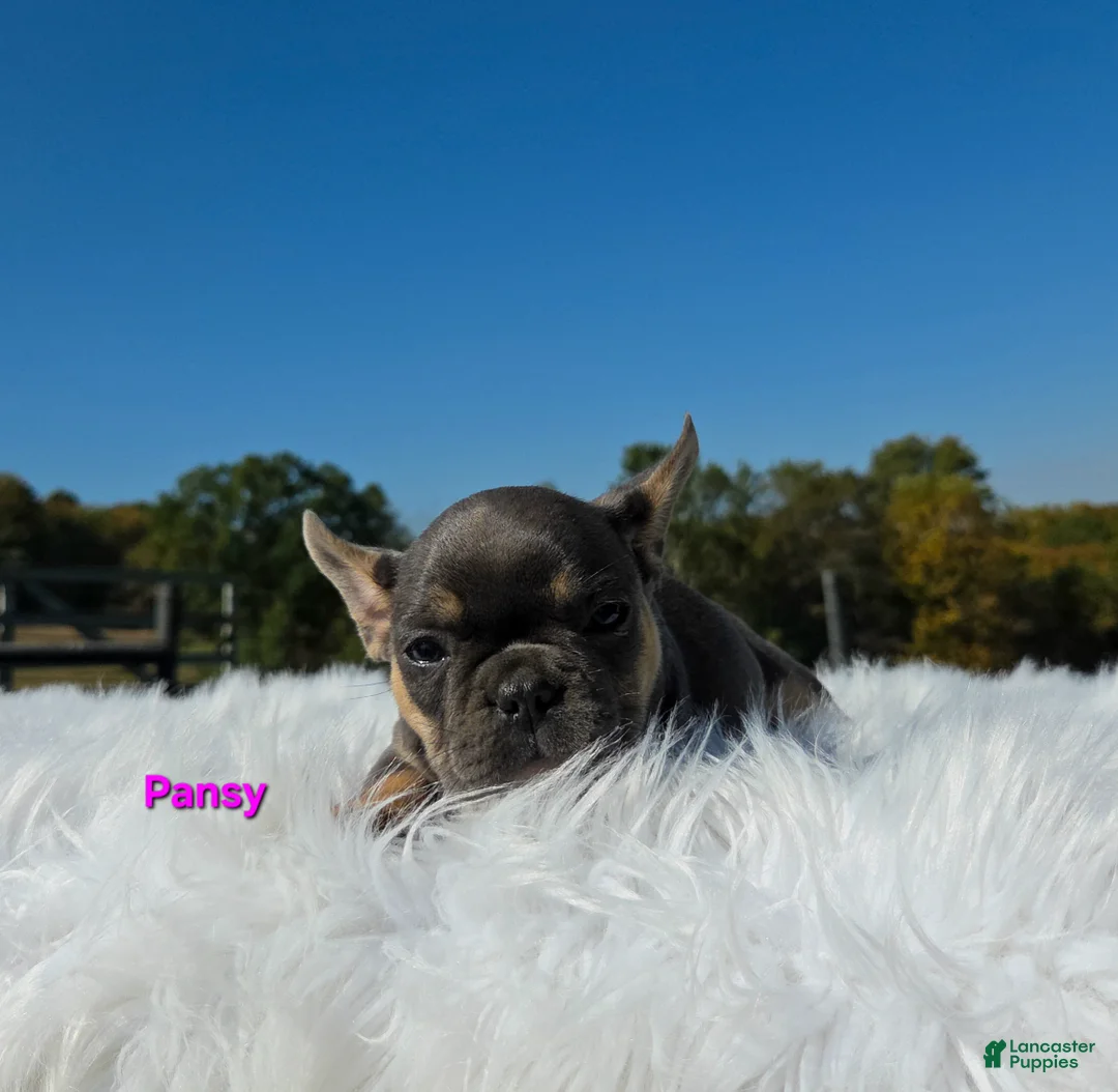 Mixed Breed dogs for sale: Pansy  - Ad 2