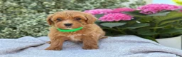 Toy Poodle dogs for sale: Pixie - Ad 7