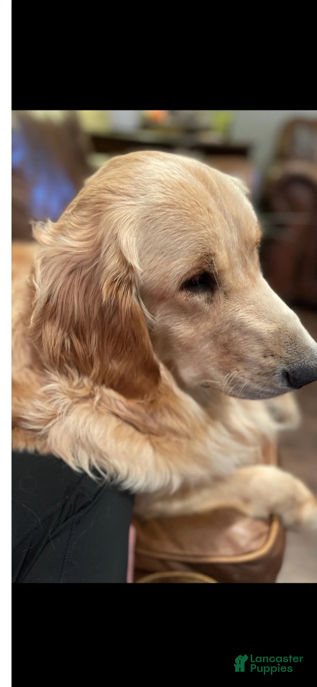 Golden Retriever dogs for sale: Golden Retriever Puppy 1 - Ad 2