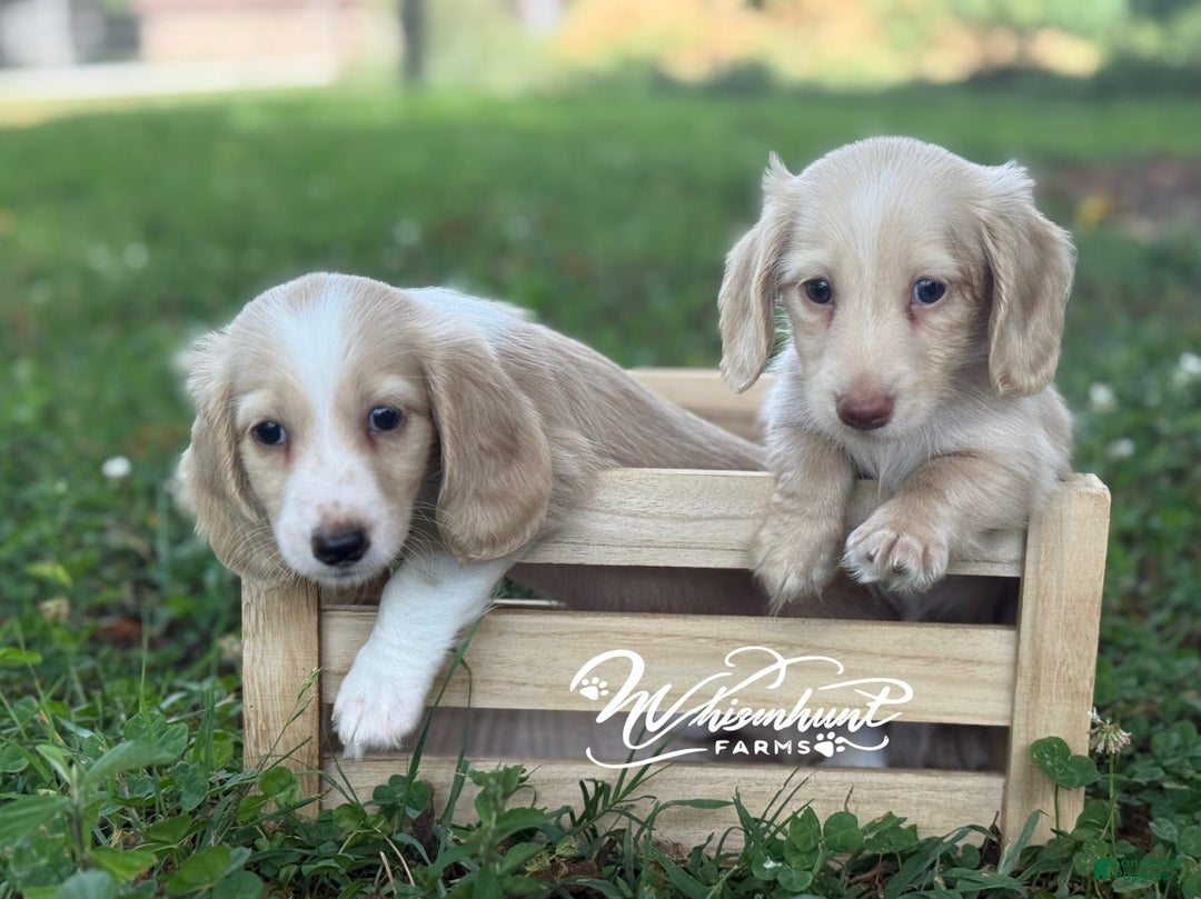 Cream Dachshund Mini Piebald Dachshund Puppies For Sale Mini Long