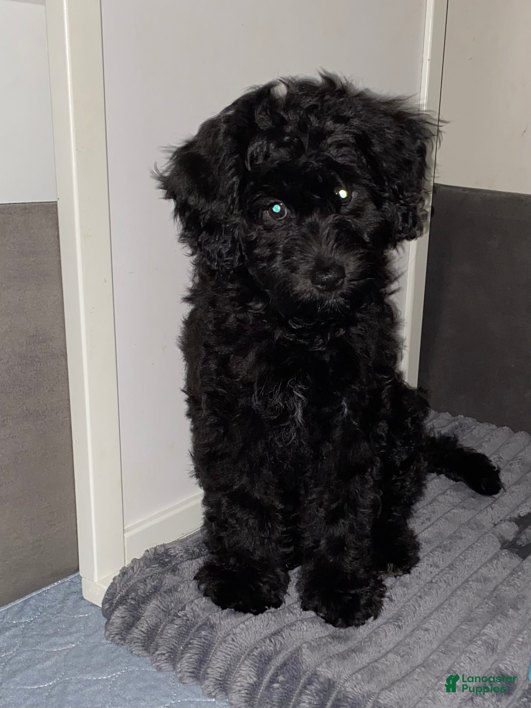 Mixed Breed dogs Arlene - Ad 29